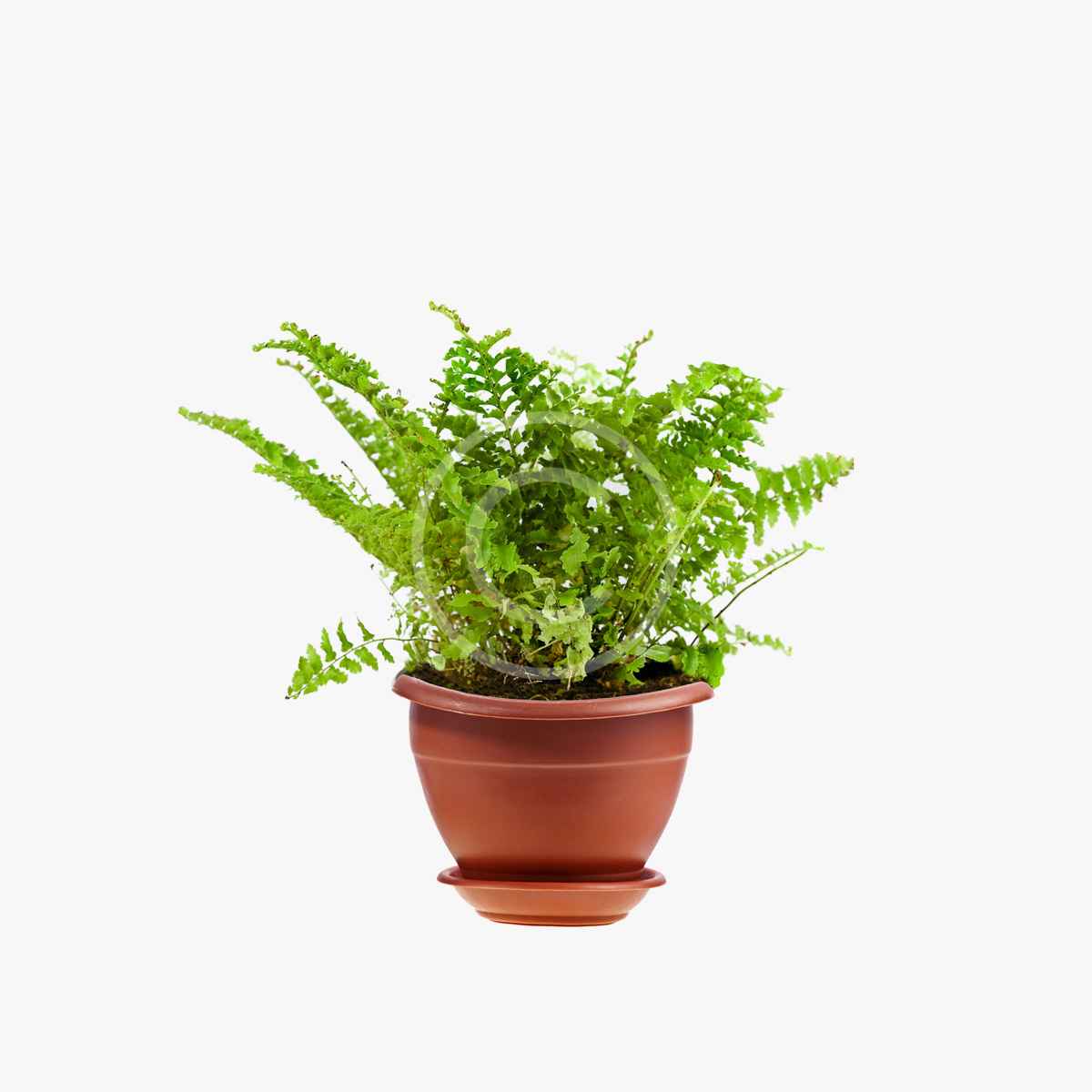 product-10