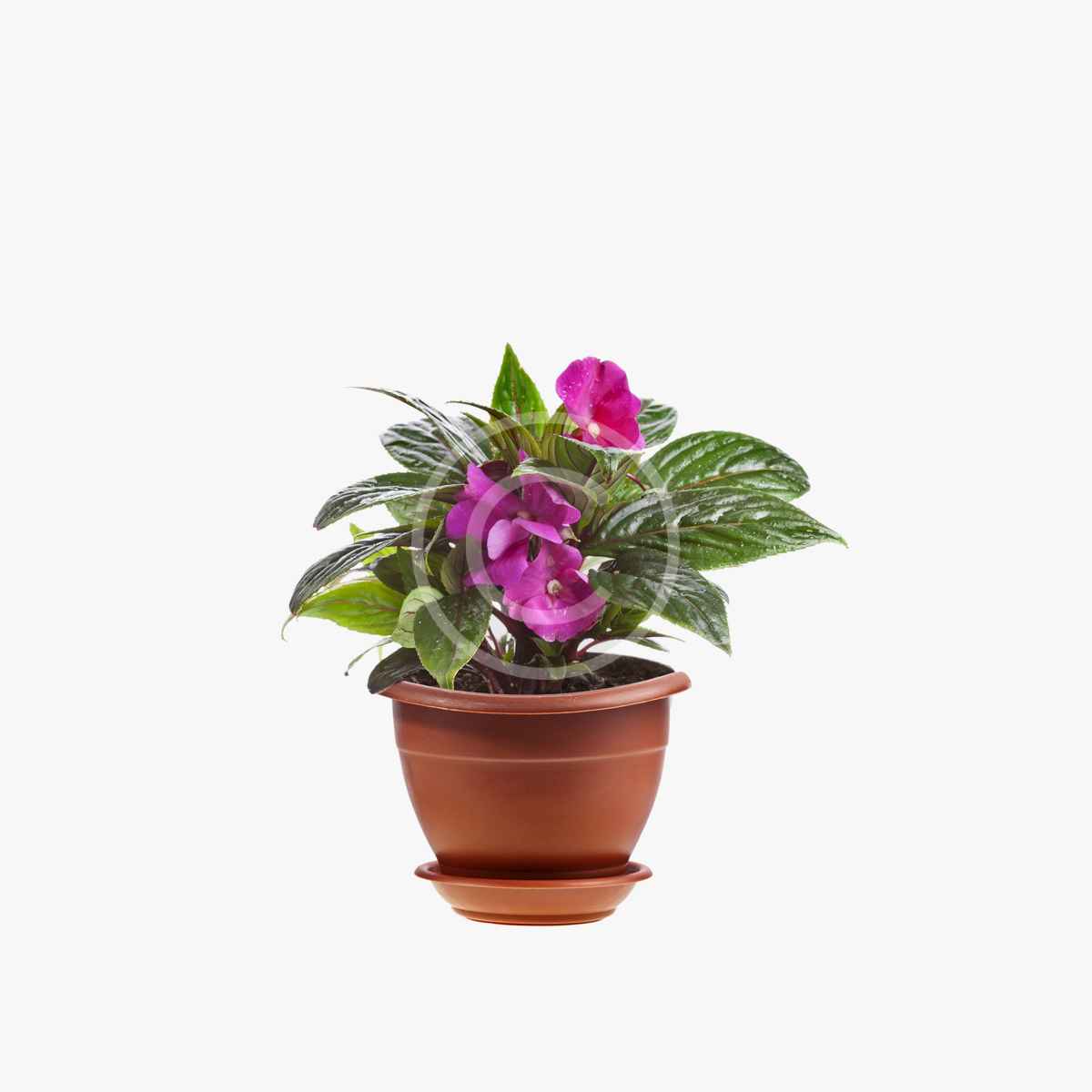 product-11