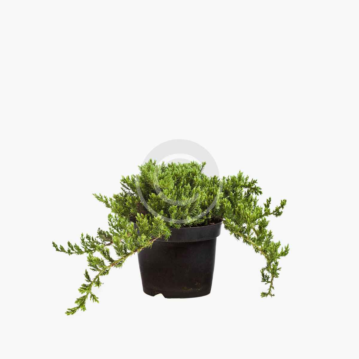 product-14
