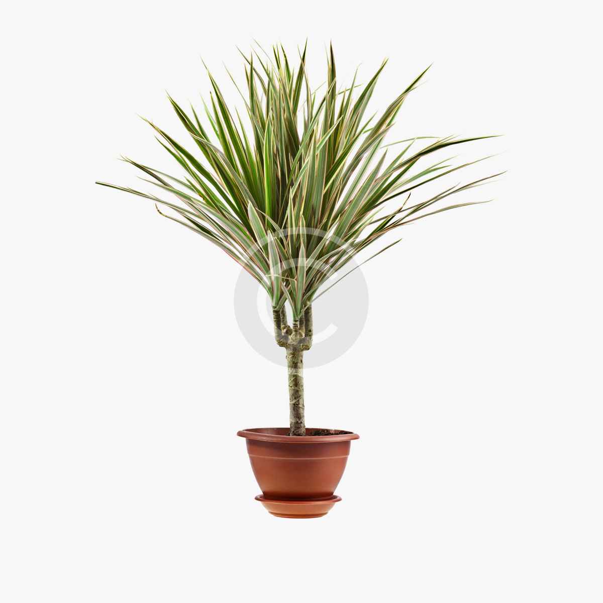 product-2