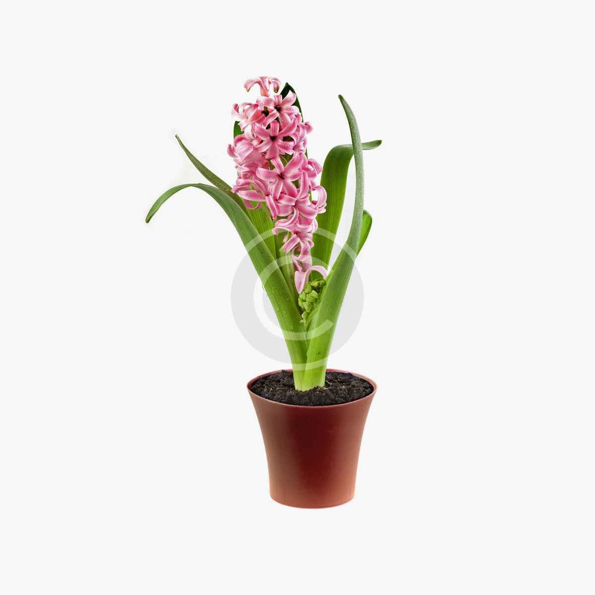 product-3