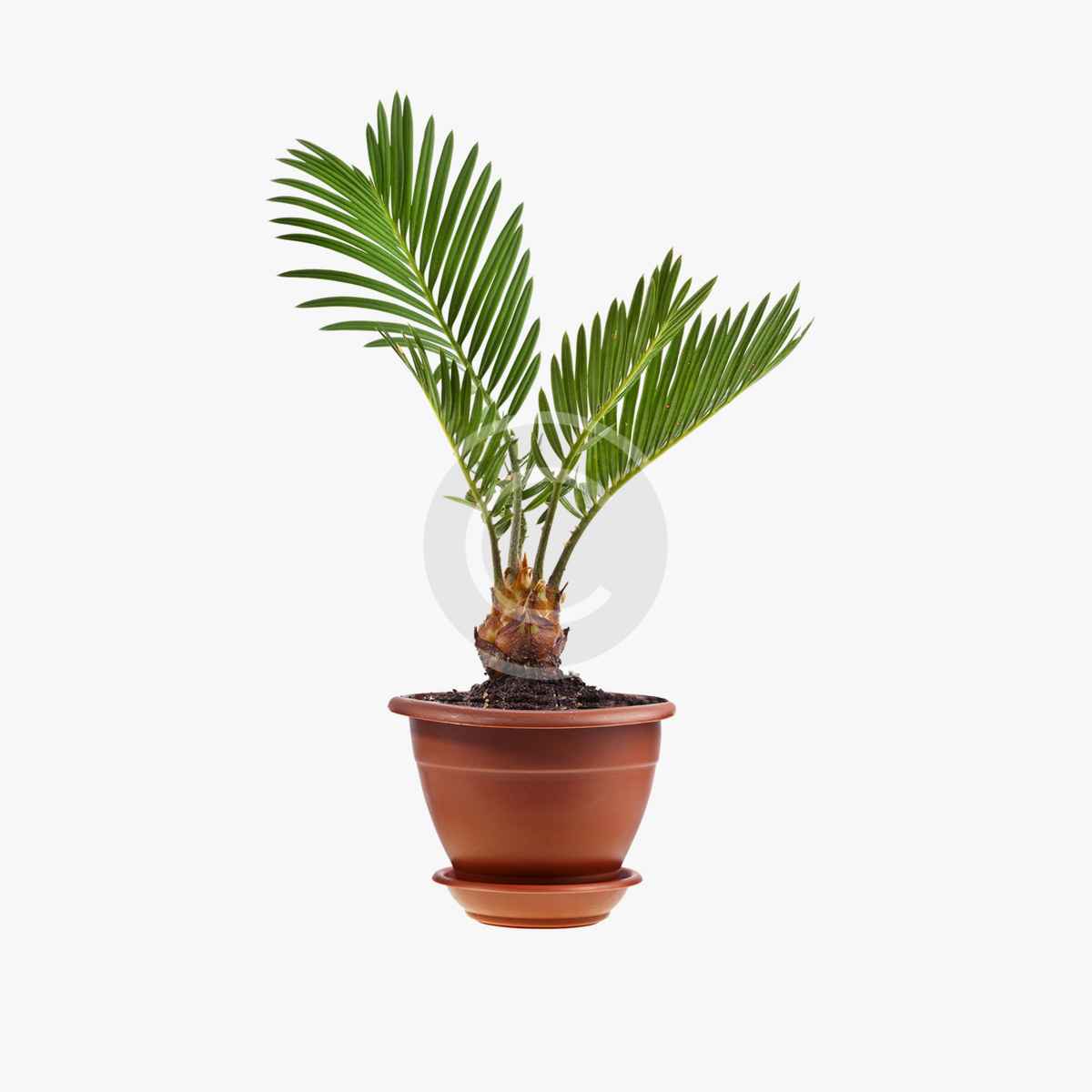 product-5