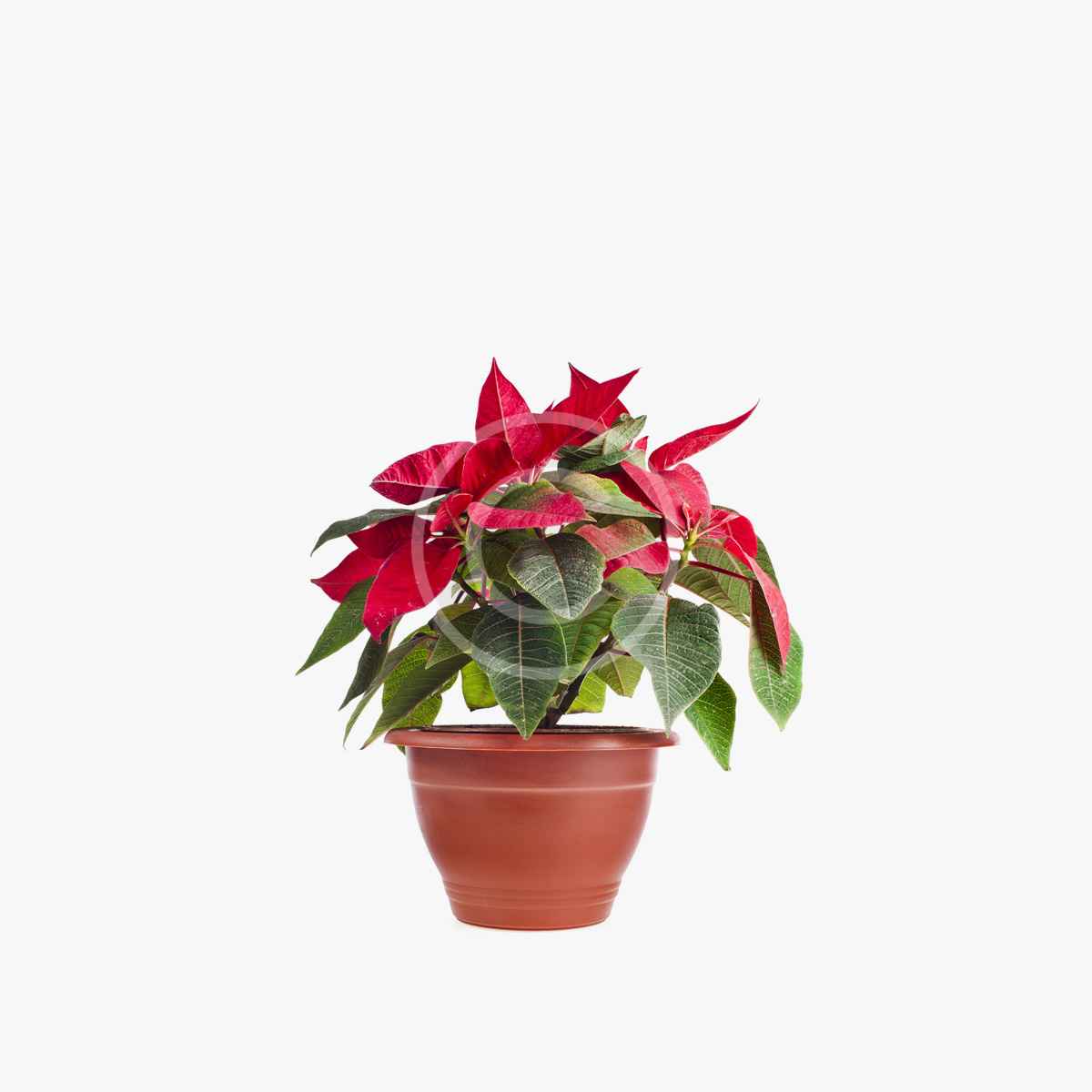 product-6