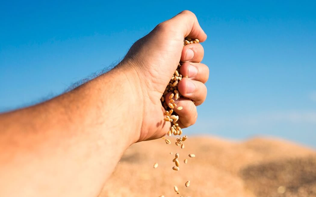 TU BISHVAT 2024